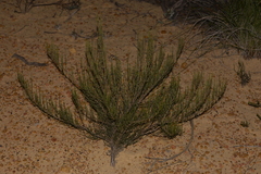 Casuarinaceae