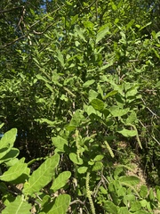 Coccoloba liebmannii
