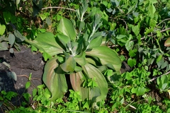 Echeveria gibbiflora