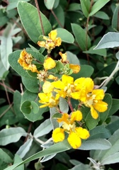 Aspicarpa hirtella