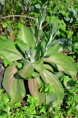 Echeveria gibbiflora