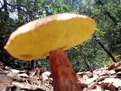 Aureoboletus