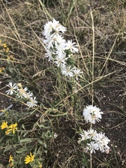 Symphyotrichum falcatum