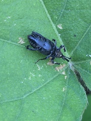 Rhodobaenus