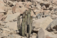 Neoraimondia arequipensis