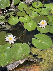 Nymphaea
