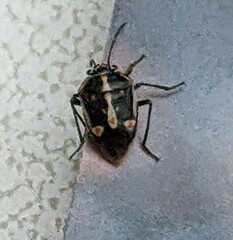 Bagrada hilaris