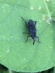 Rhodobaenus