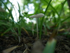 Oudemansiella limonispora