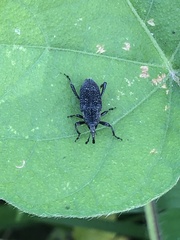 Rhodobaenus
