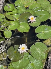 Nymphaea