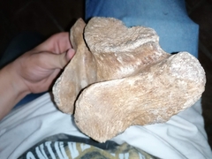 Coelodonta antiquitatis