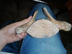 Coelodonta antiquitatis
