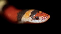 Cemophora coccinea copei