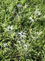 Eryngium