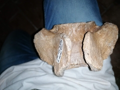 Coelodonta antiquitatis