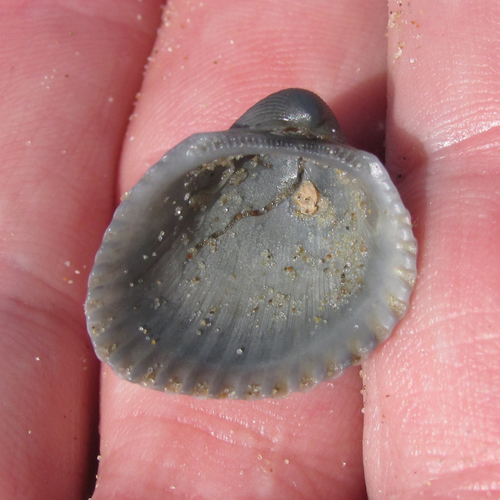 Chemnitz's ark clam