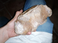 Coelodonta antiquitatis