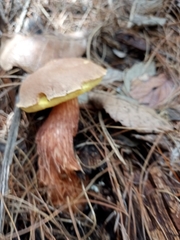 Aureoboletus