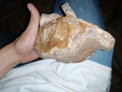 Coelodonta antiquitatis