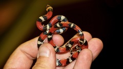 Cemophora coccinea copei