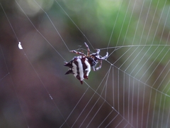 Gasteracantha doriae