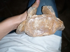 Coelodonta antiquitatis