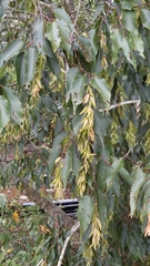 Carpinus kawakamii