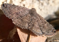 Toxonprucha pardalis