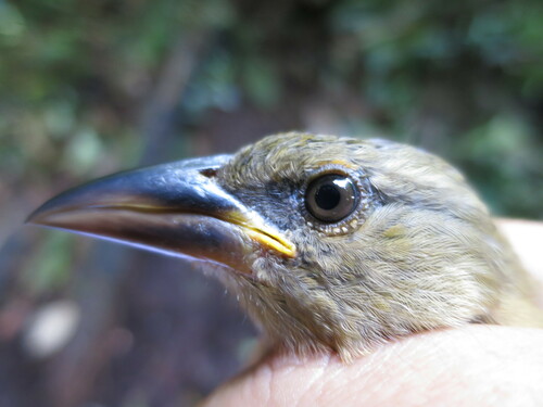 Giant Weaver (Ploceus grandis), photo 7