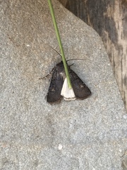 Euxoa velleripennis