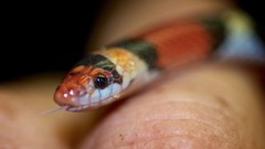 Cemophora coccinea copei