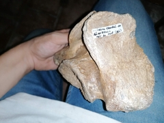 Coelodonta antiquitatis