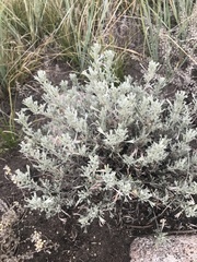 Artemisia tridentata