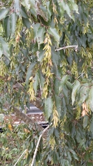 Carpinus kawakamii