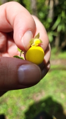 Calceolaria