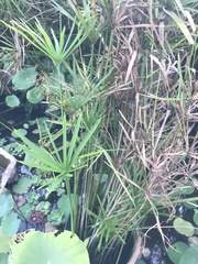 Cyperus alternifolius