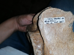 Coelodonta antiquitatis