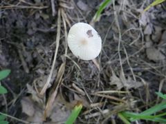 Oudemansiella limonispora
