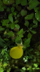 Calceolaria