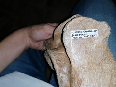 Coelodonta antiquitatis