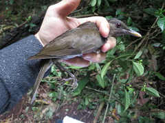 Turdus olivaceofuscus