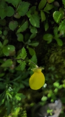 Calceolaria