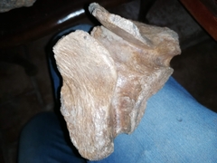 Coelodonta antiquitatis