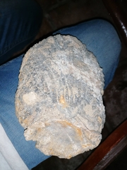 Coelodonta antiquitatis