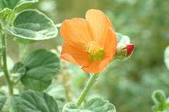 Sphaeralcea parvifolia