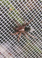 Scotophaeus blackwalli