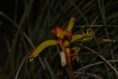 Anigozanthos