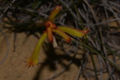 Anigozanthos