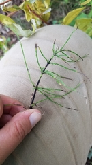 Equisetum arvense